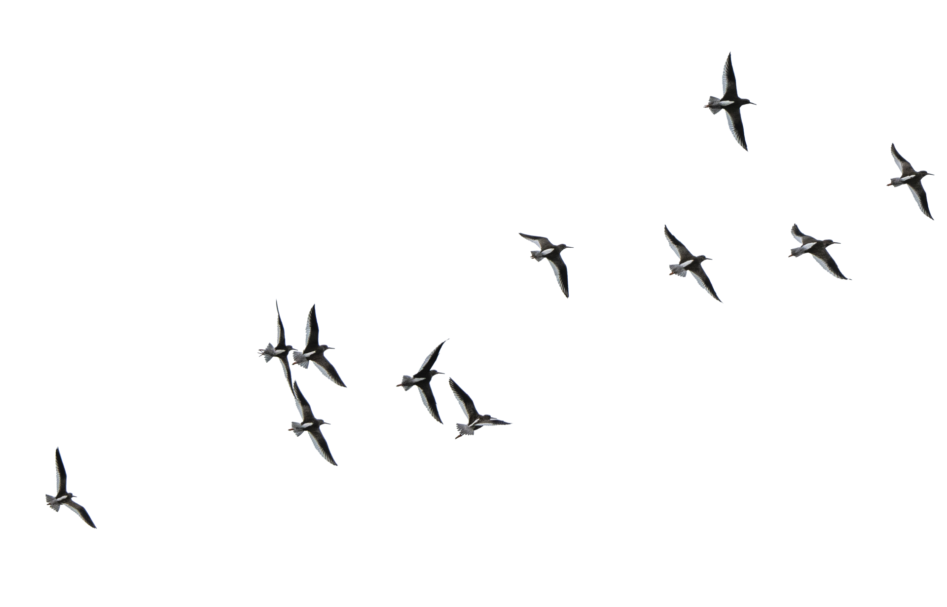 a flock of birds flying in formation on a white background .