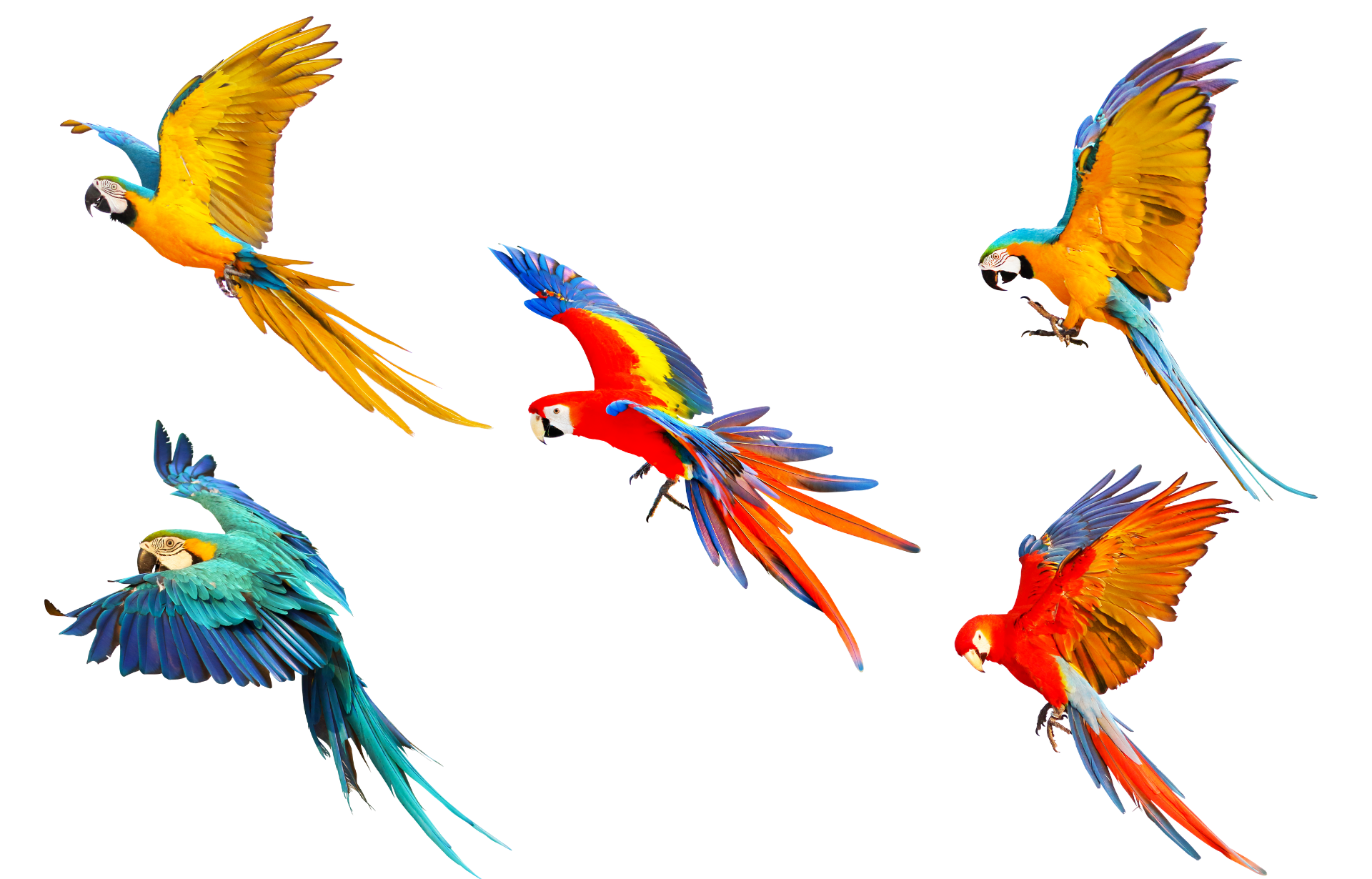 five colorful parrots are flying in different directions on a white background .