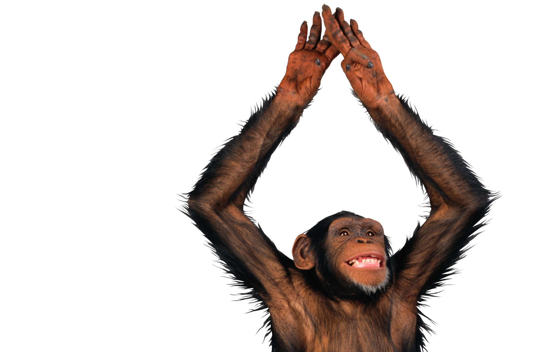 a chimpanzee is hanging upside down with its hands in the air .