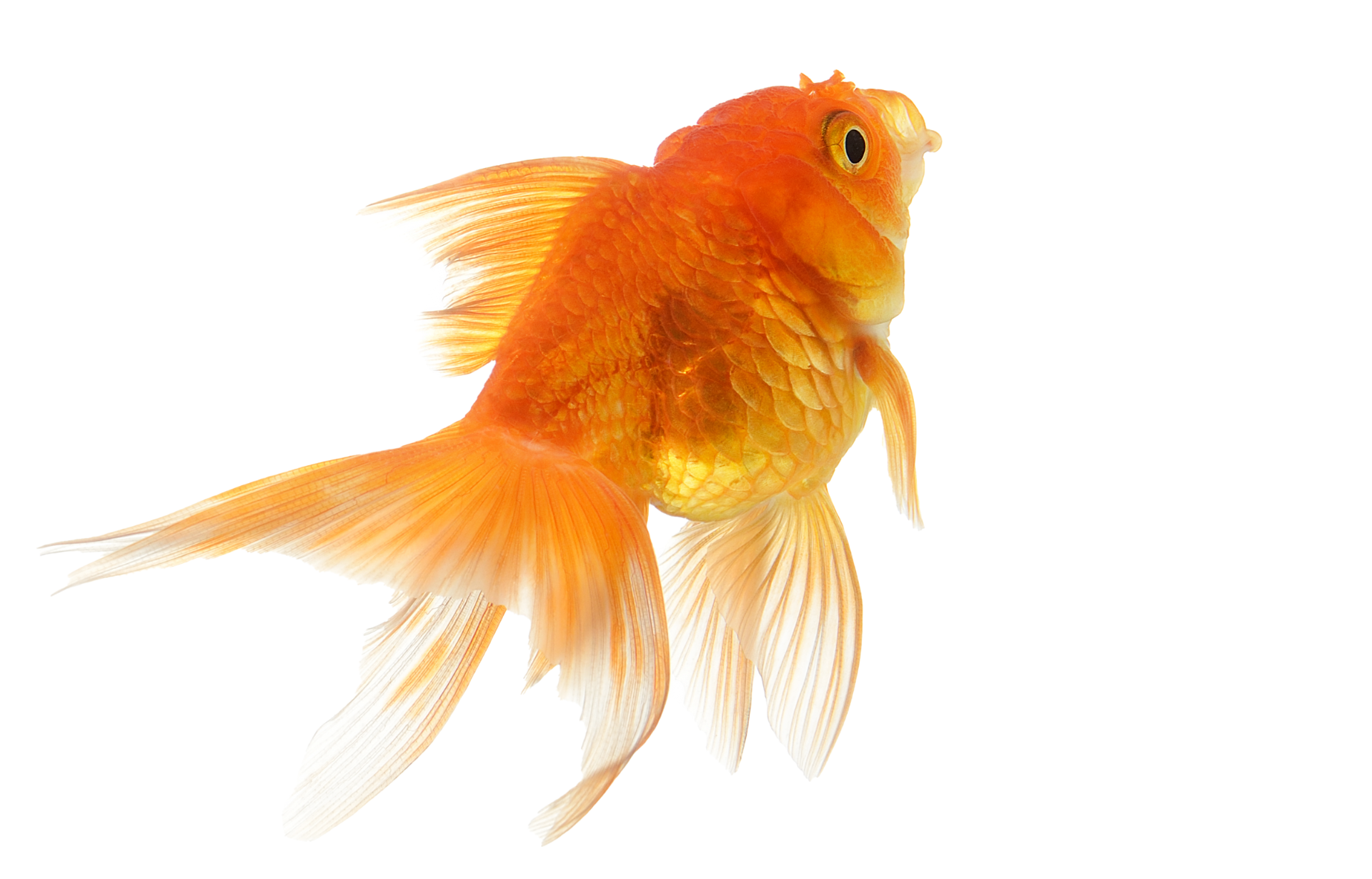 a goldfish is swimming on a white background