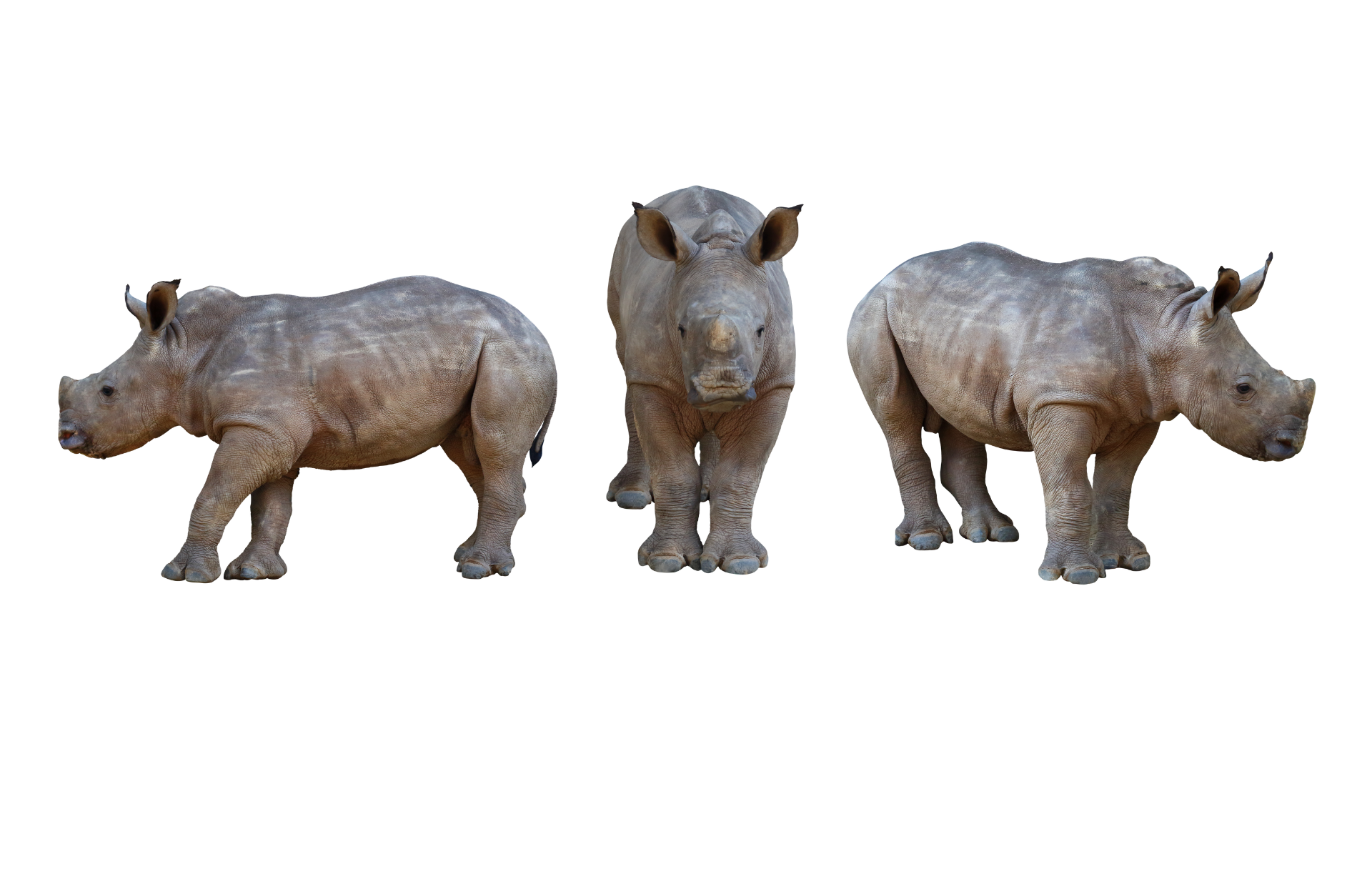three rhinos are standing next to each other on a white background .