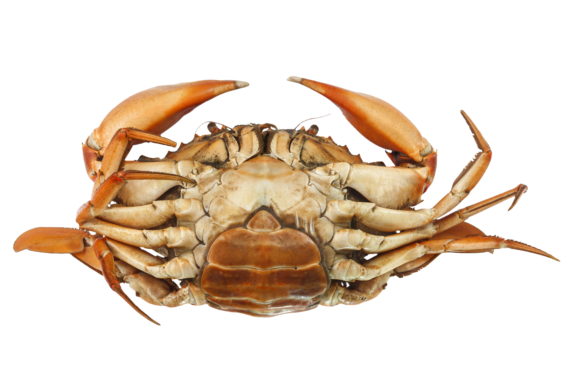 a close up of a crab on a white background