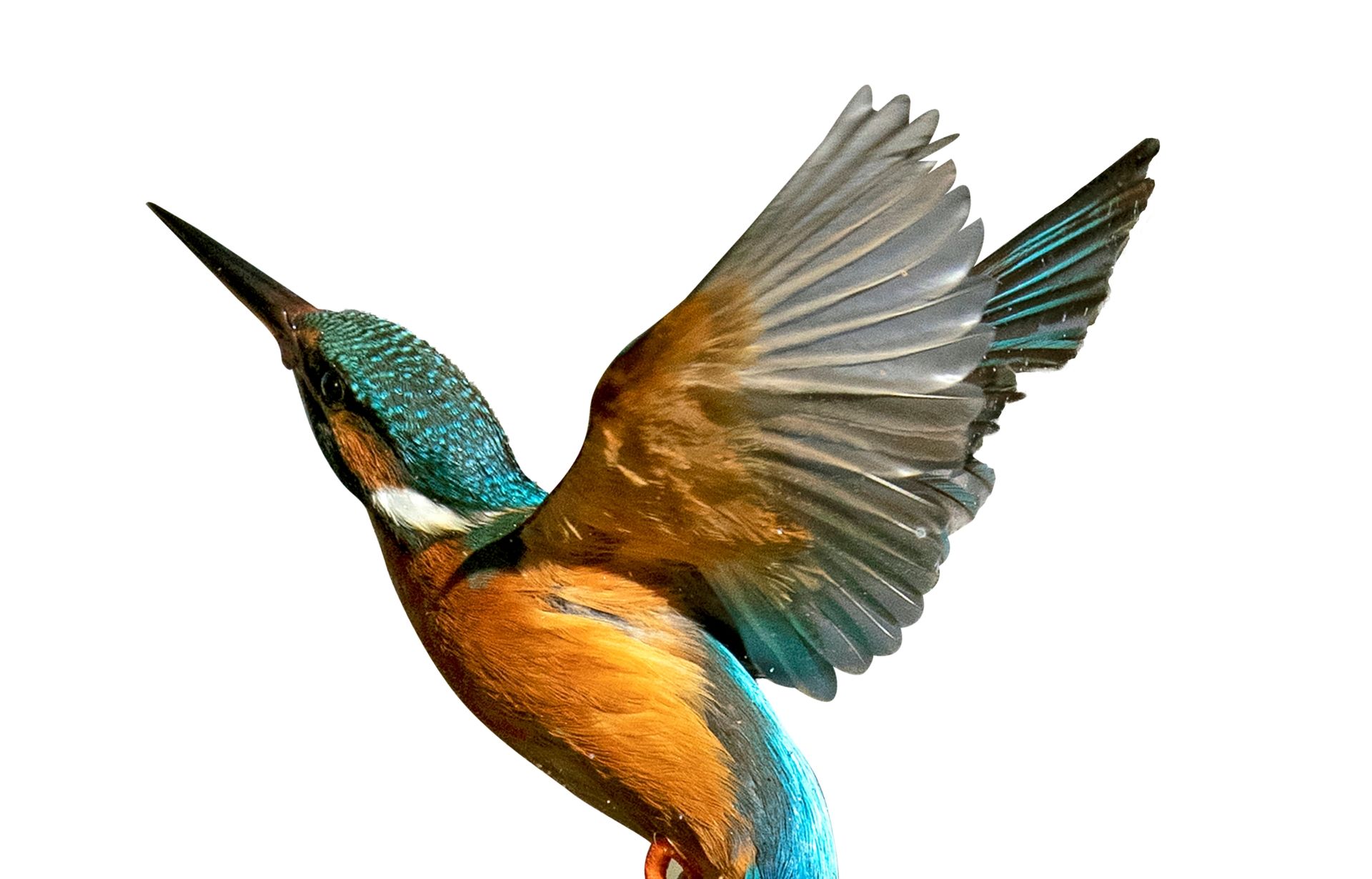 a green praying mantis is standing on a white background .