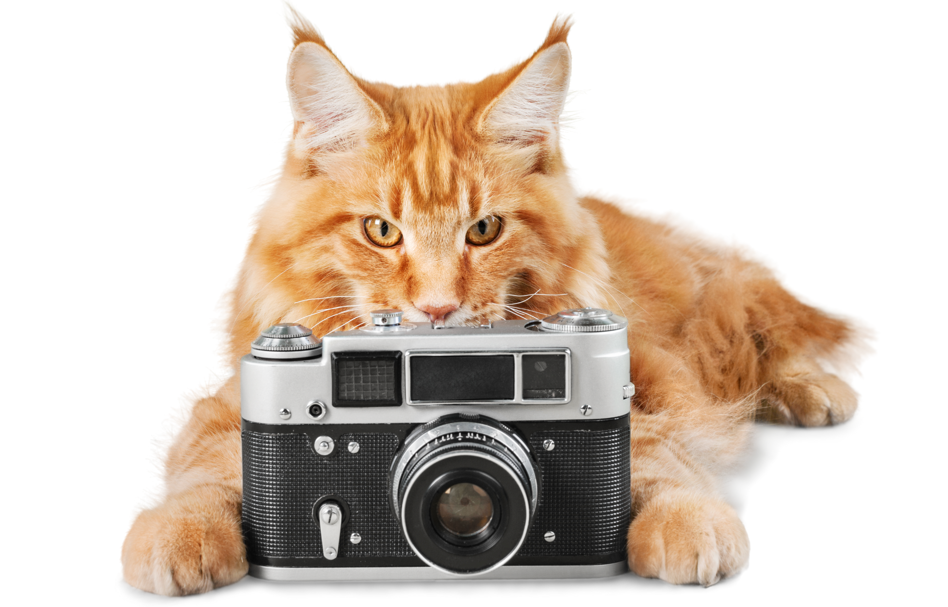 a cat is laying next to a camera on a white background .