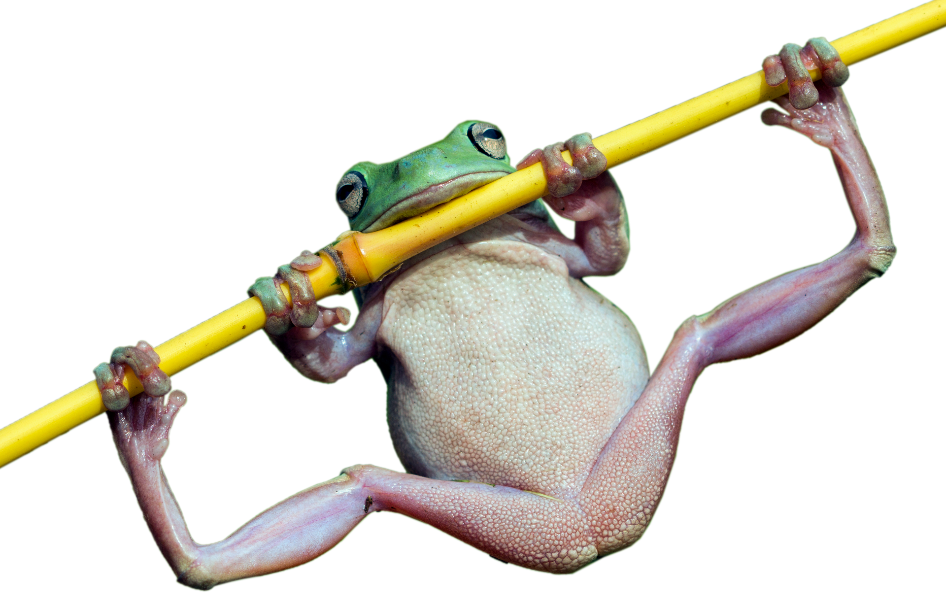 a frog is hanging from a yellow pole