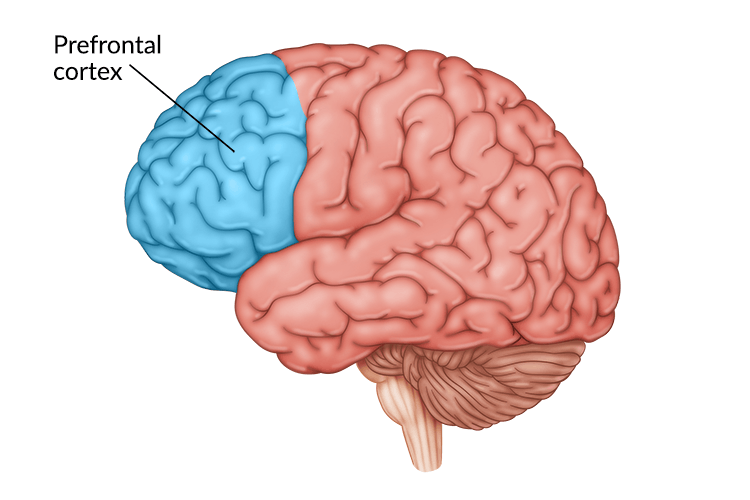 A diagram of a human brain showing the prefrontal cortex