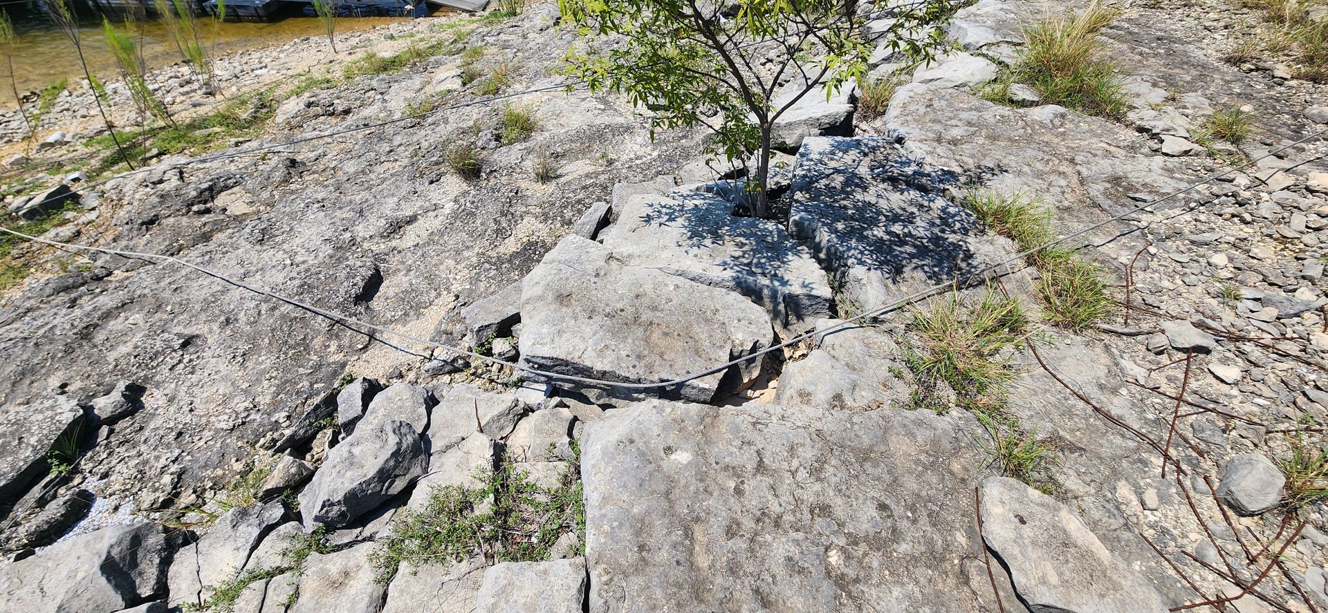 Tree growing in cracked concrete, with patches of green grass.