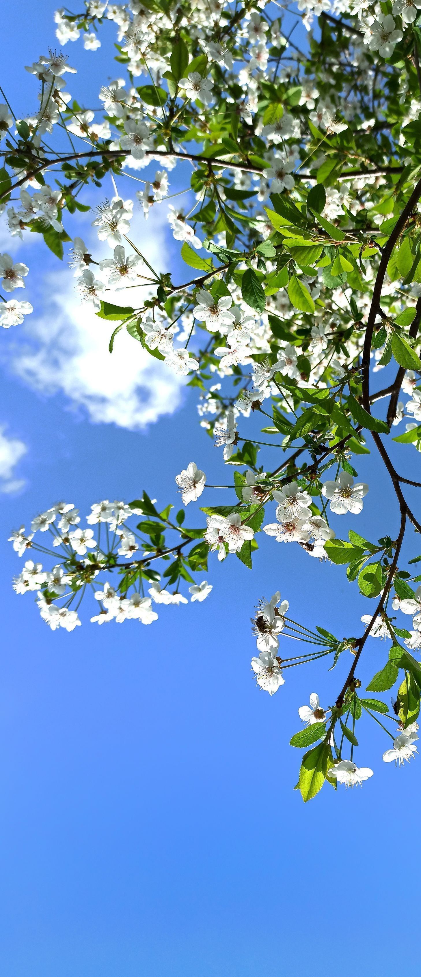 a flowering tree