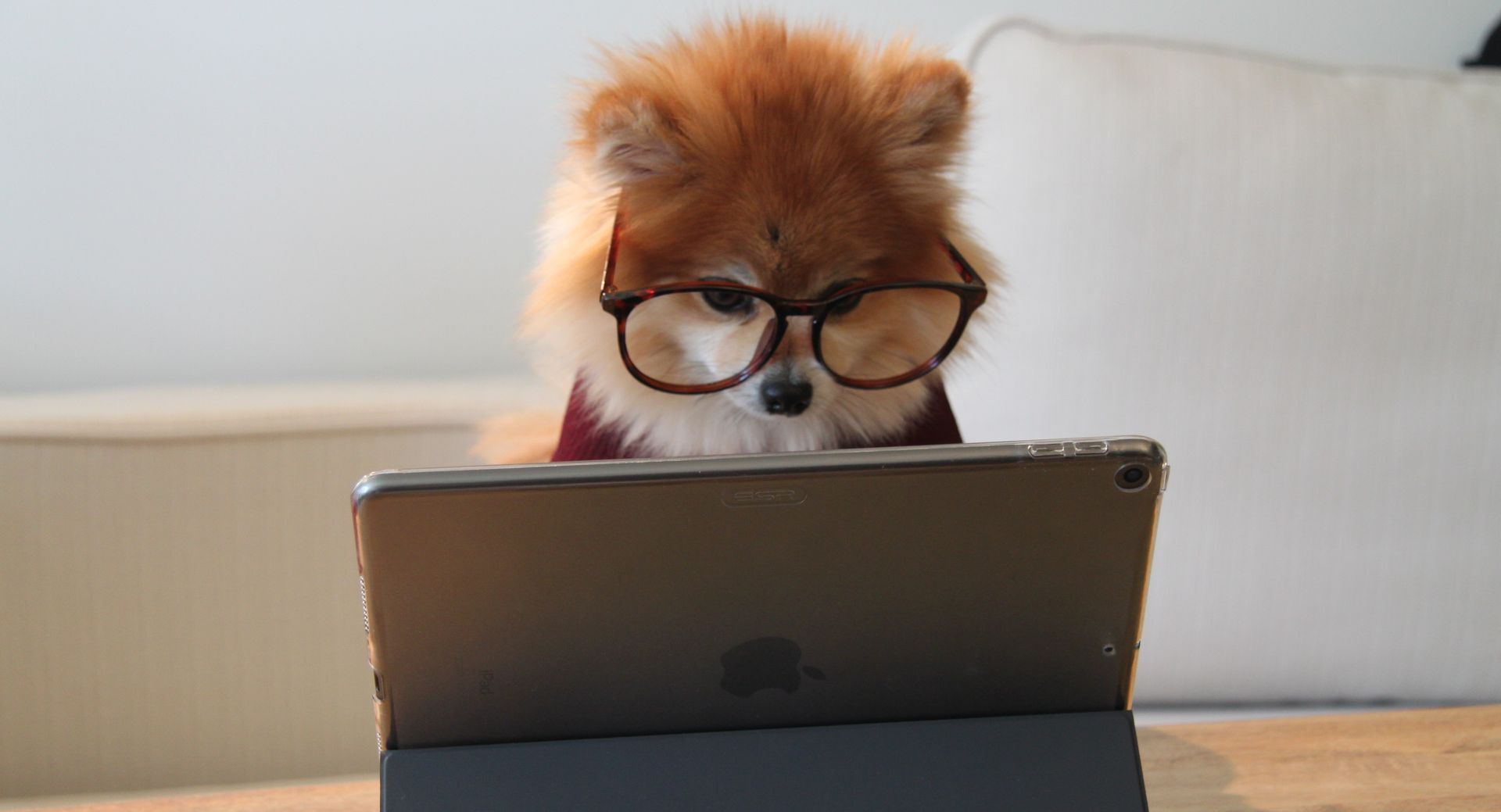 dog on a laptop