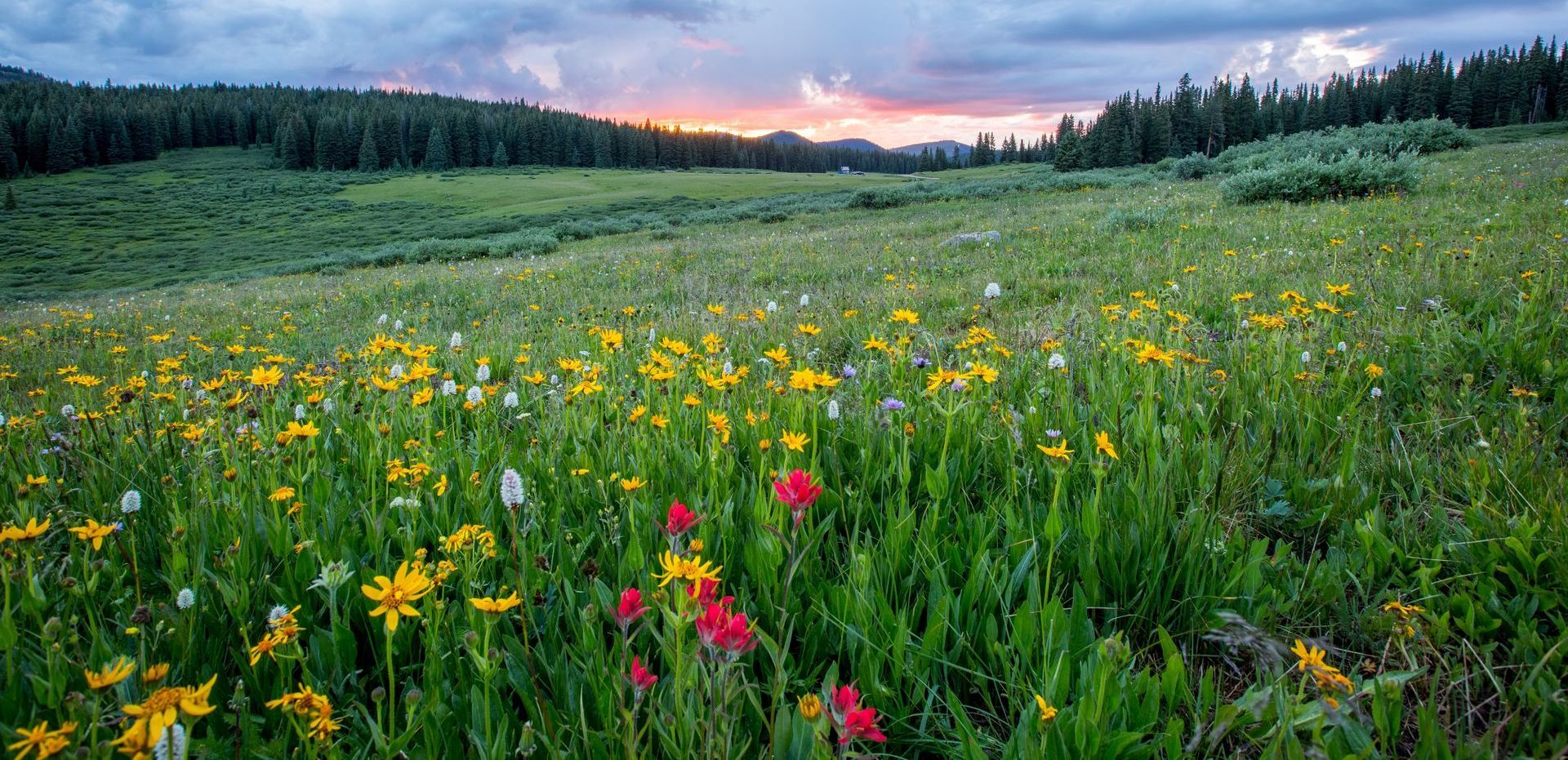a meadow with flowers