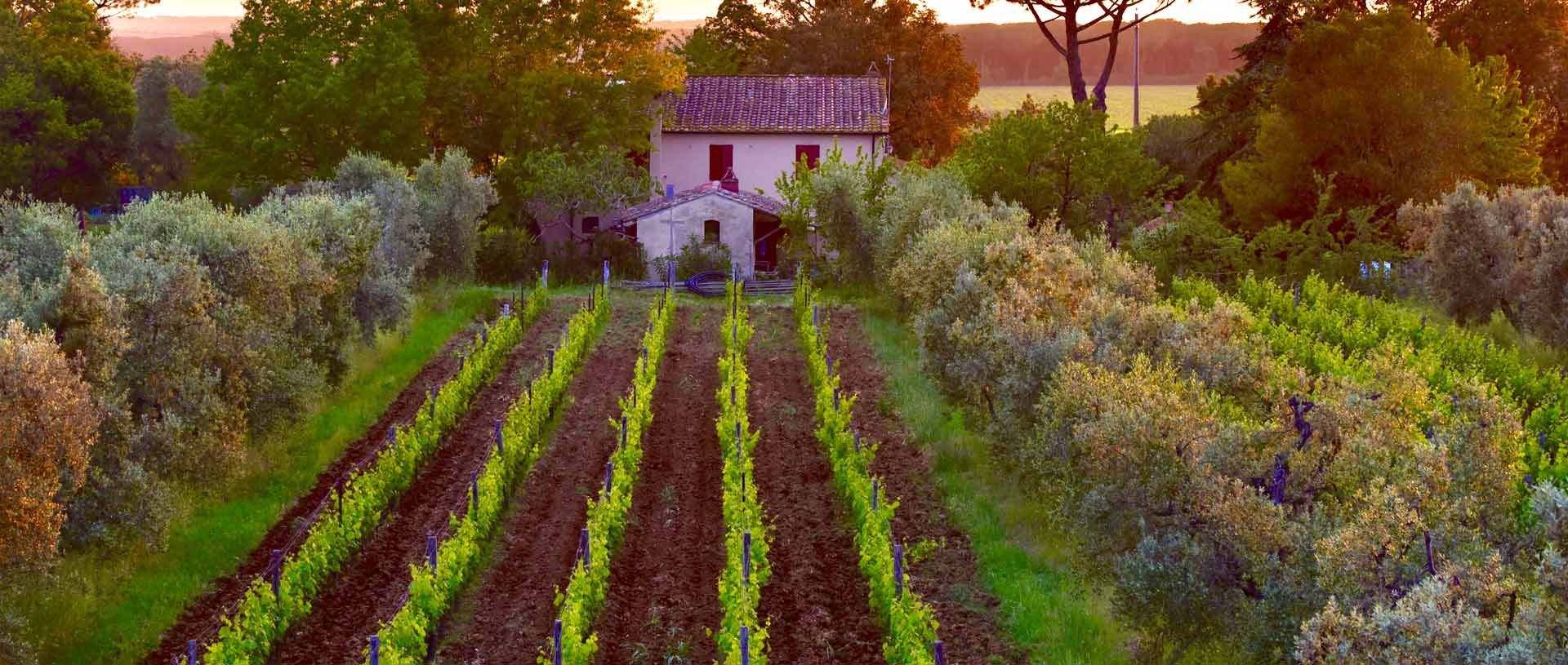 Vineyard in Tuscany