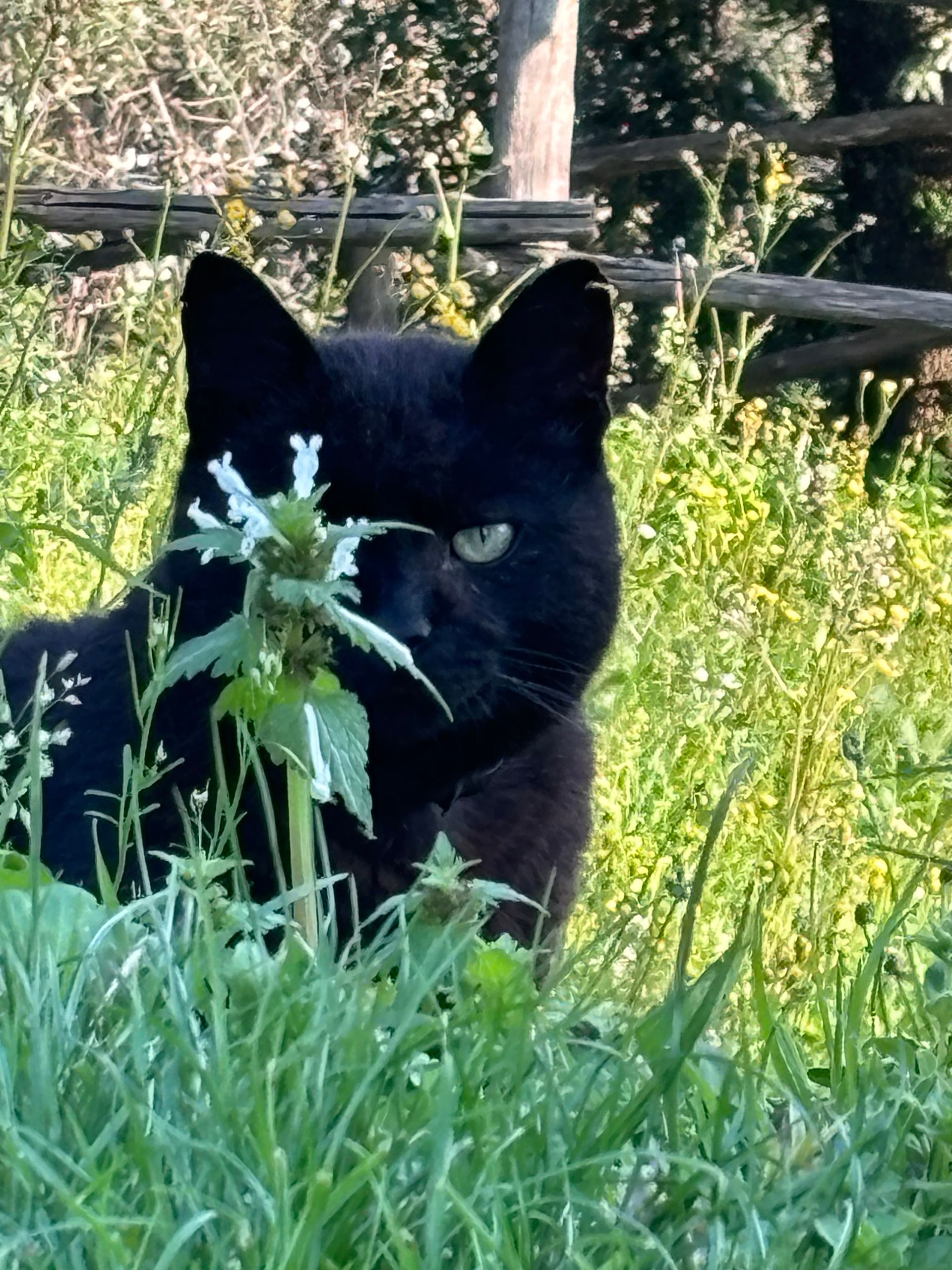 Cat climbing in a tree at the agricamping at La Gallinella.