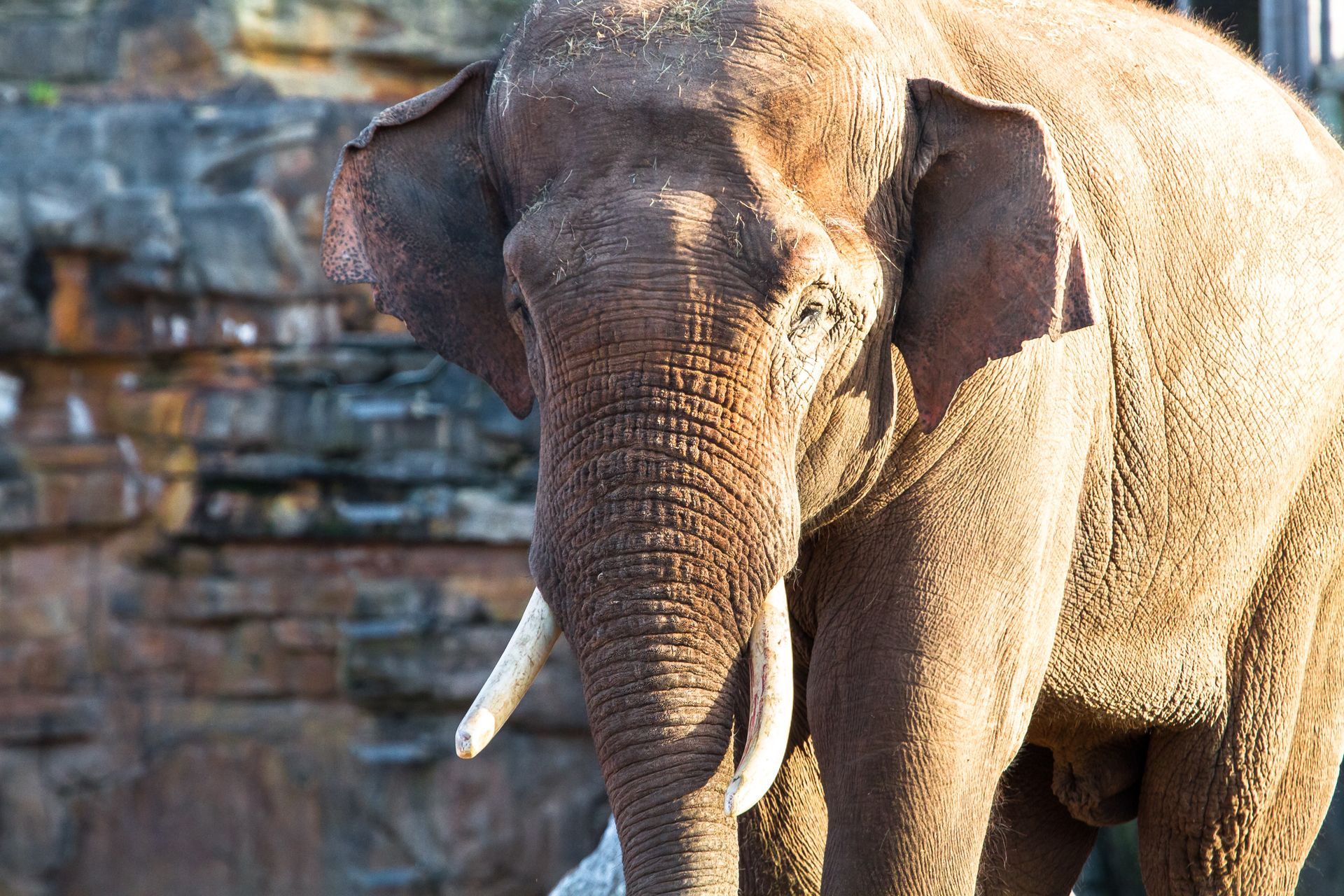 Elephant with tusks stands in front of a rock wall, facing the camera.