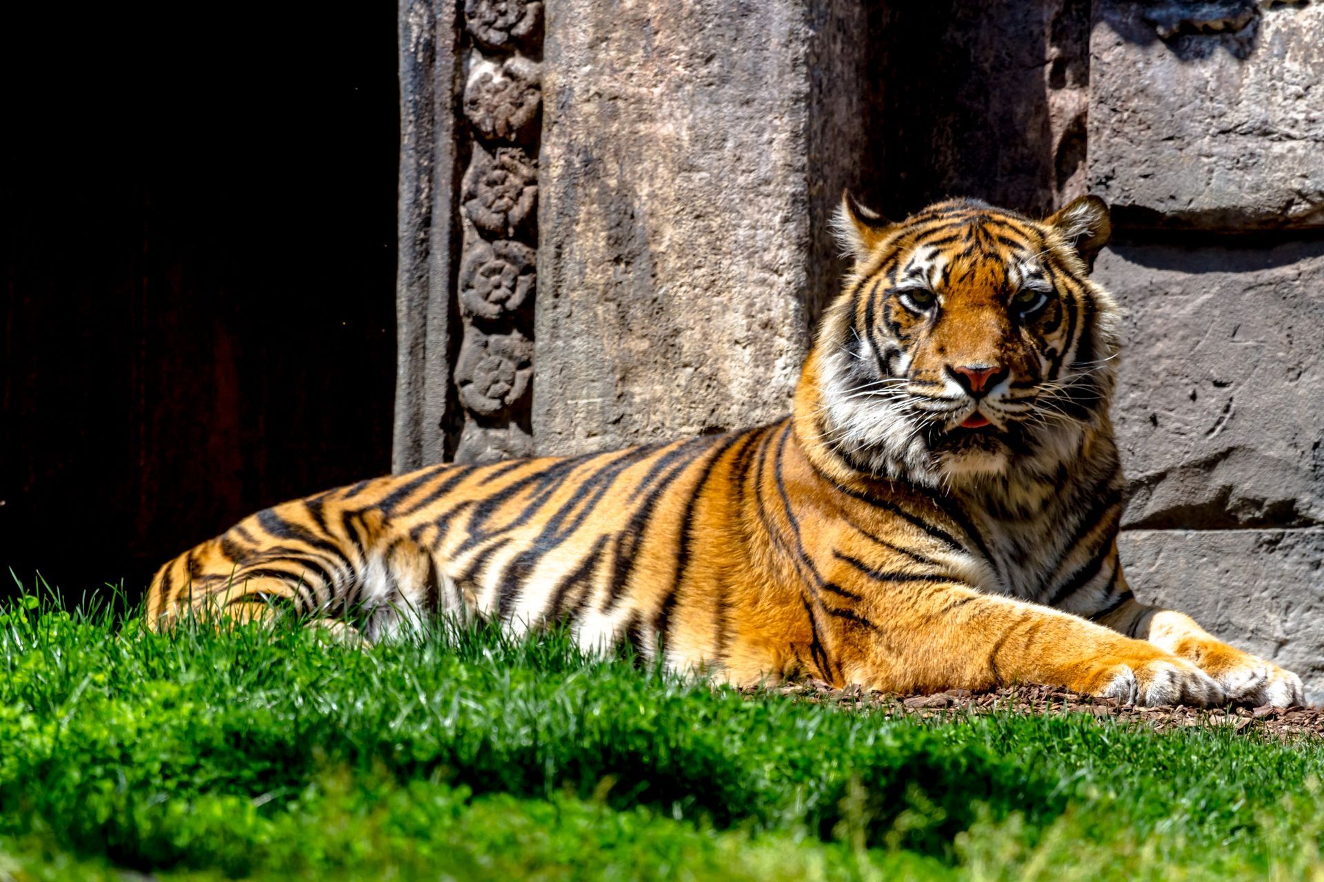 Tiger resting on green grass near a stone wall. Orange and black stripes.