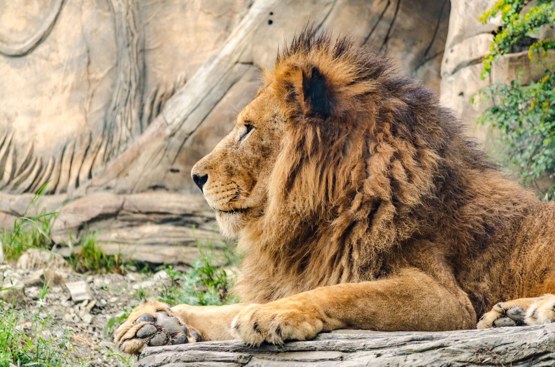 Lion with large brown mane, resting on a rock, set against a rocky background.