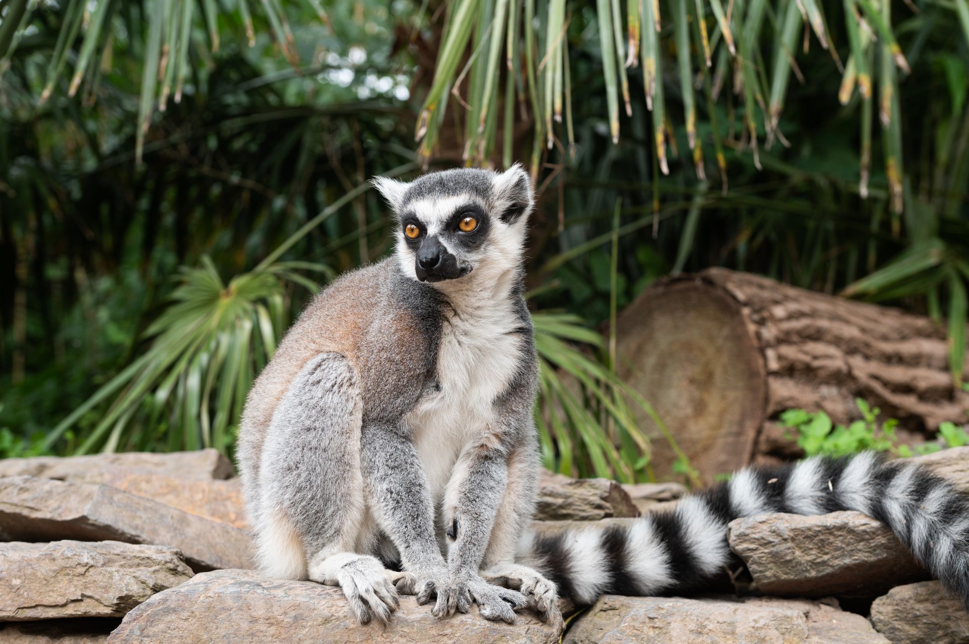 Ring-tailed lemur with black and white striped tail sits on rocks, looking to the side with green foliage in background.