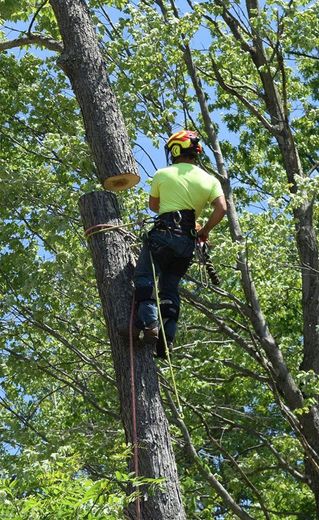 A man is climbing a tree with a chainsaw.