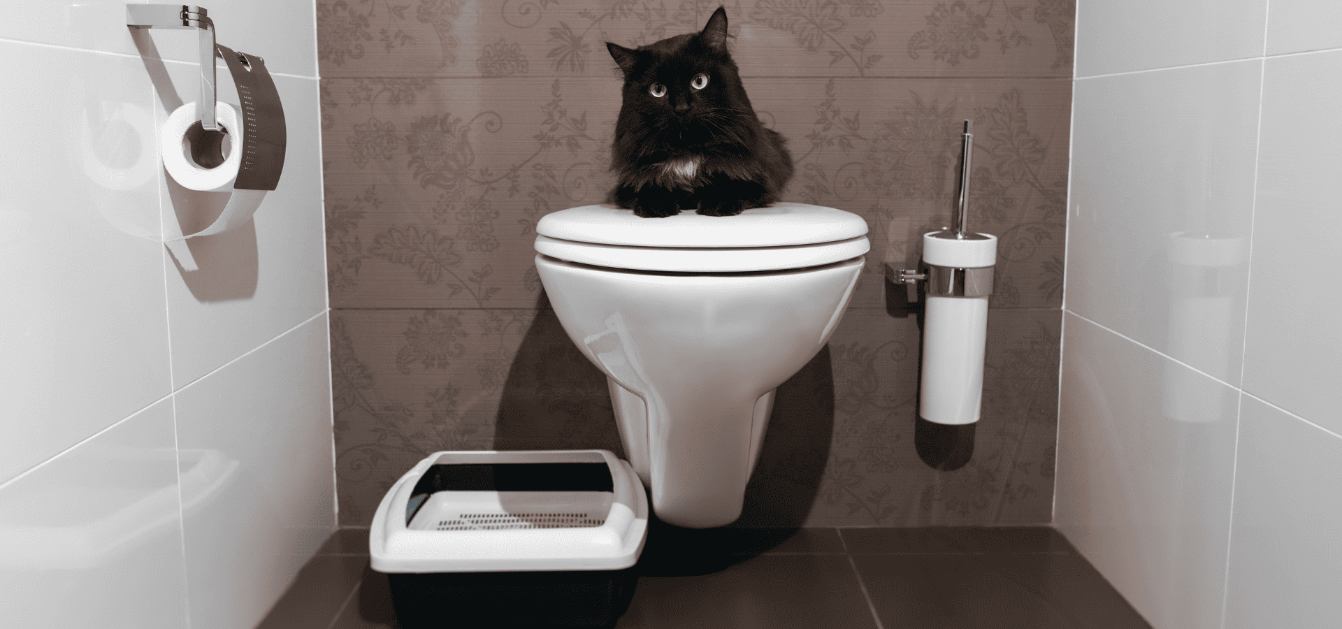 Black cat on a toilet with its litter tray beside it