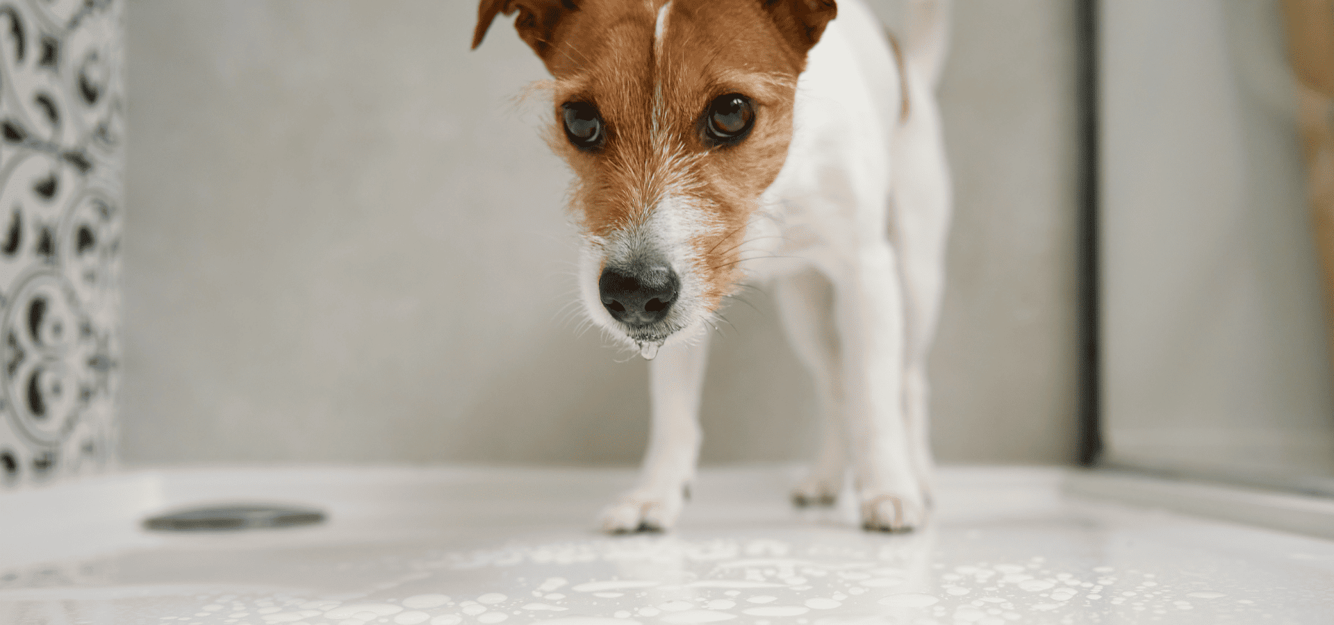 Dog in a shower stall waiting for his shower
