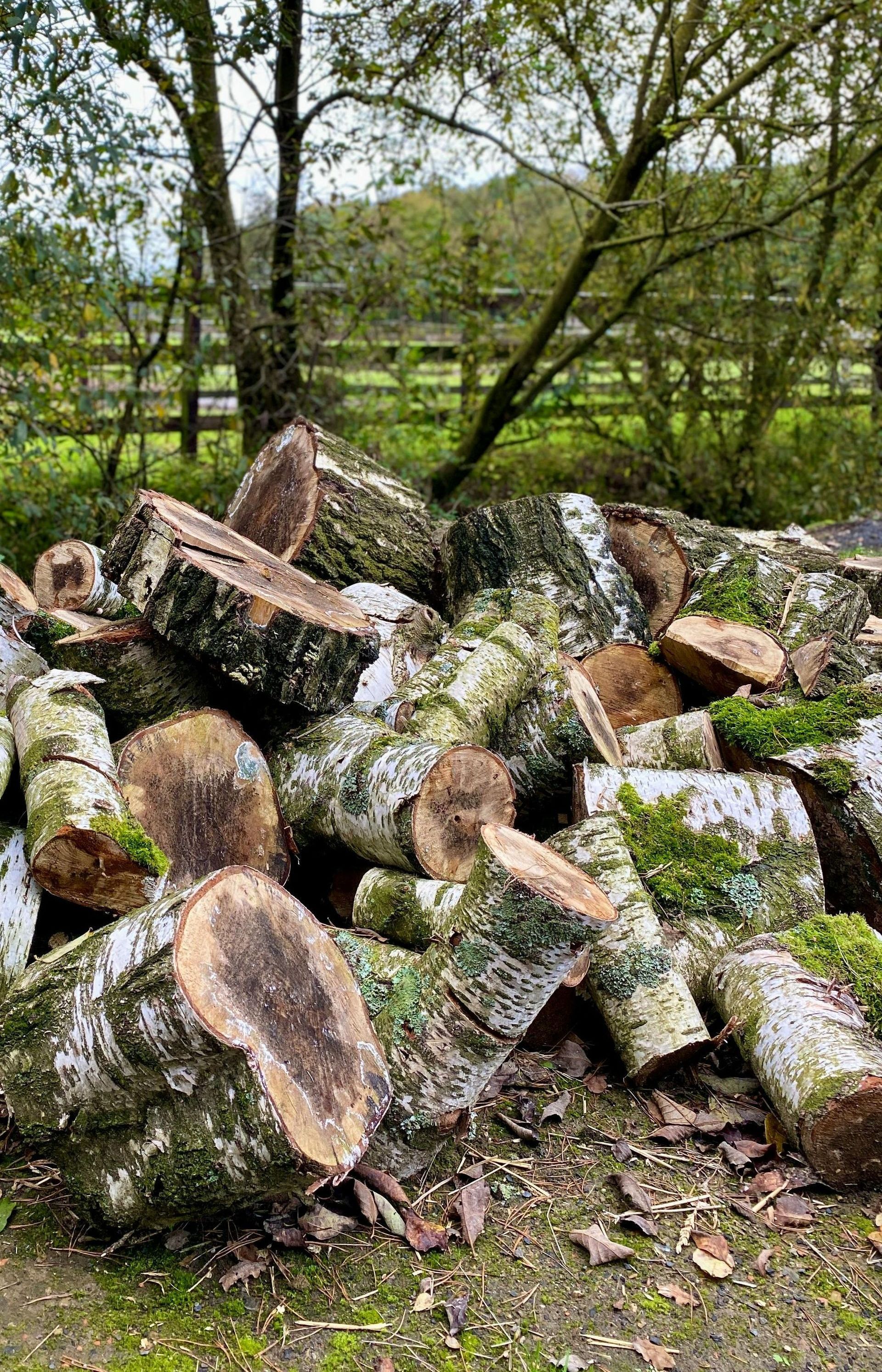 birch tree logs