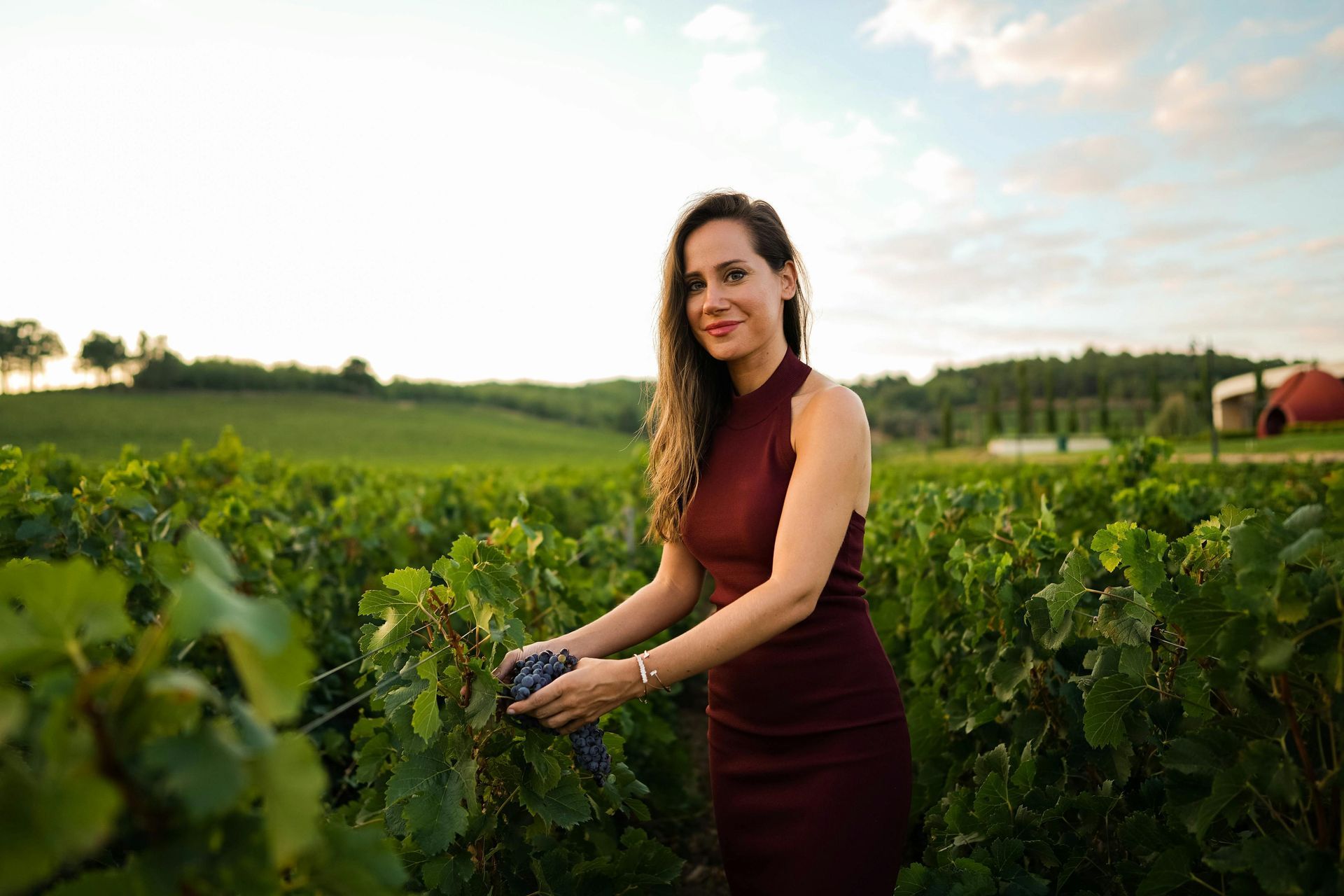 Woman in maroon dress harvests grapes in vineyard at sunset.