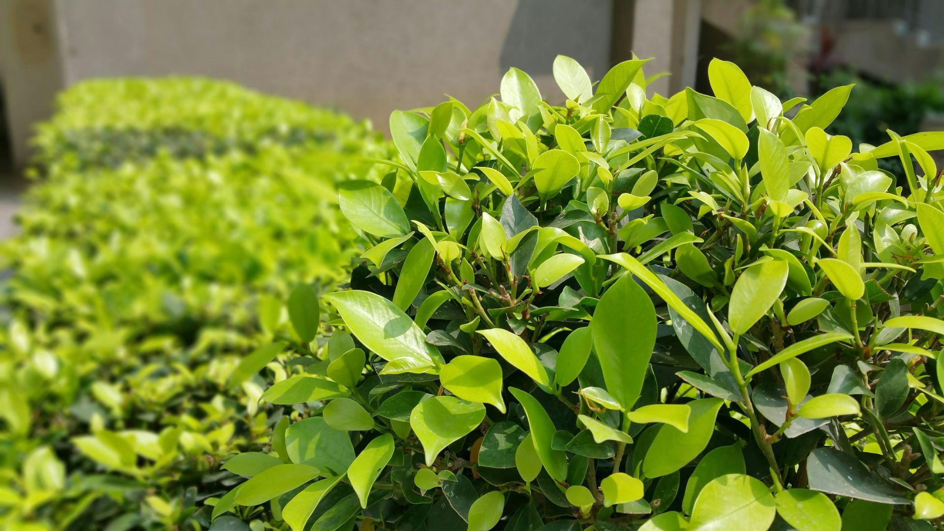Close-up of bright green, leafy shrubbery in sunlight, with more shrubbery blurred in background.