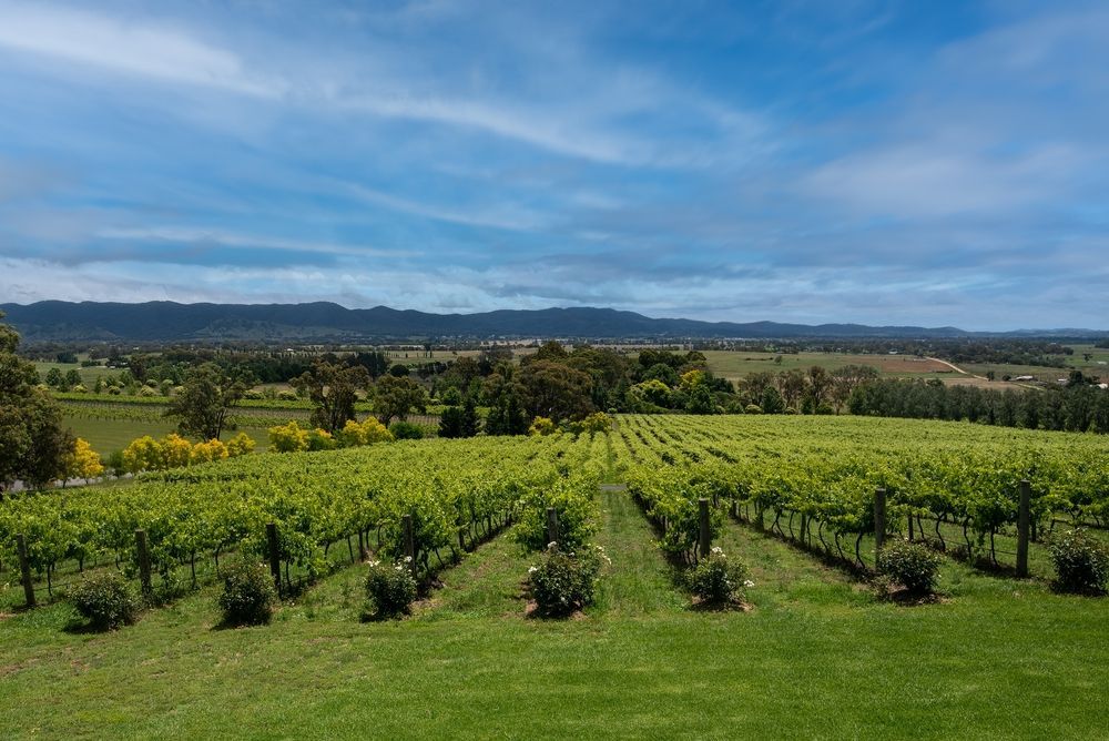Rows of beautiful vines — Wholesale Butchery in Mudgee, NSW