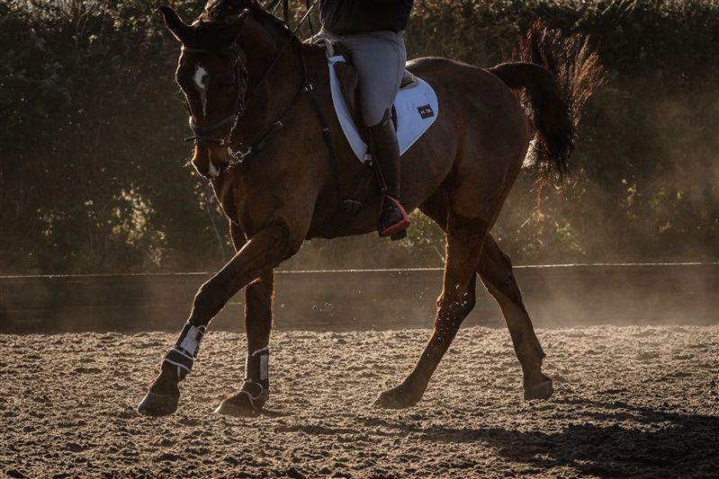 Woman in a gray cap and sweater with a brown horse, indoor setting.