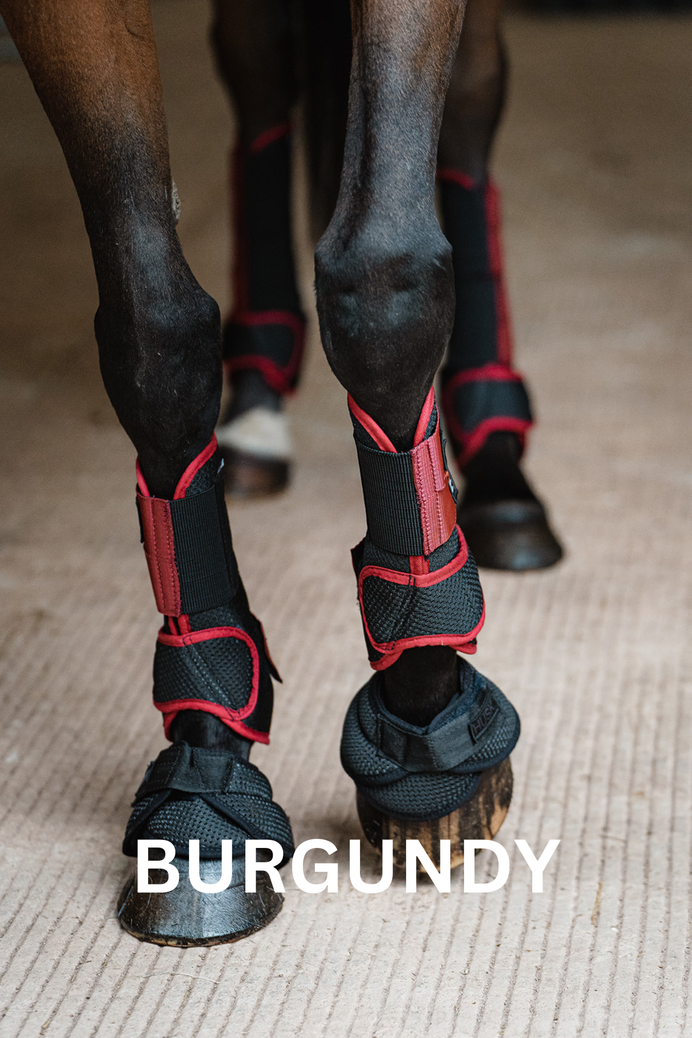 Horse legs with burgundy protective boots on a light-colored surface.