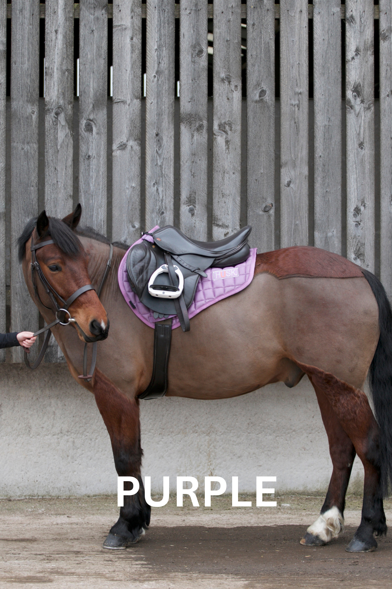 Horse with purple saddle and markings stands in front of a wooden fence.