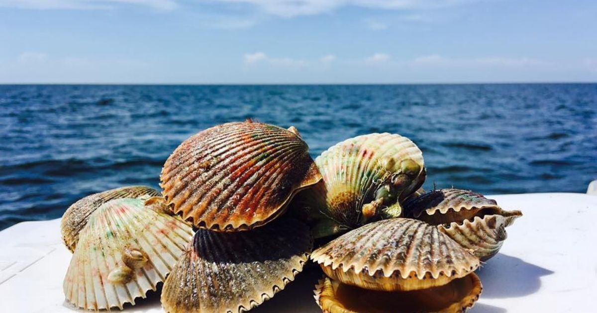 Crystal River Scalloping Charters Booking for 2022 Book Online