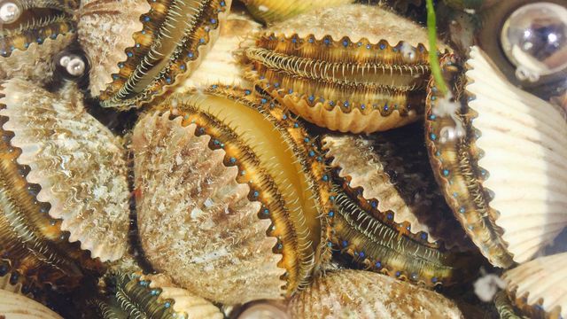 2024 Scalloping in Florida - When, Where, & How To