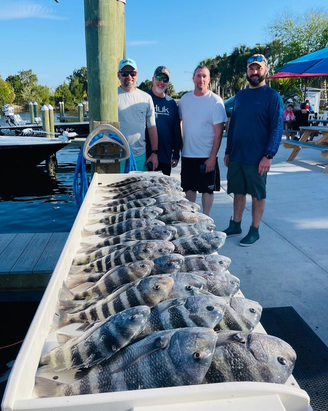 Sheepshead on the ICW  Fishing from Florida Shores