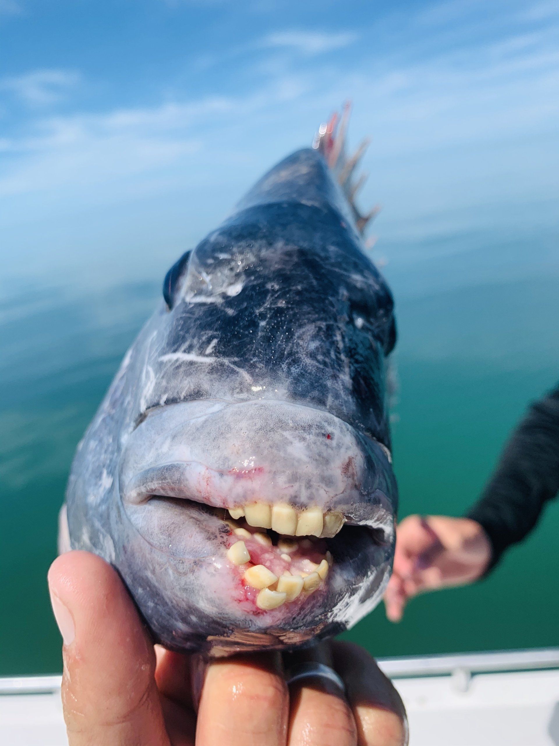 feeling-sheepish-sheepshead-fishing-in-crystal-river