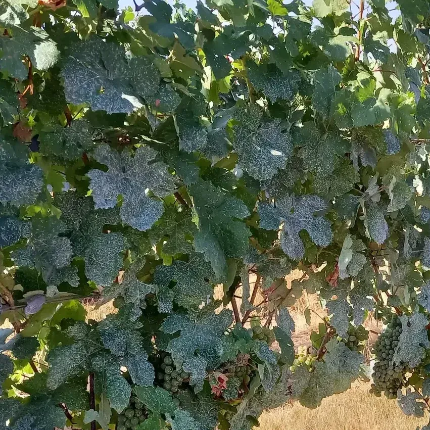 Biolit ultrafein plus UV-Schutz