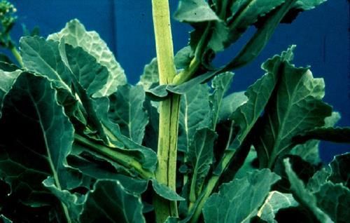 Verkürzte Internodien am Spross 