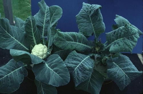 Bormangel an Blumenkohl