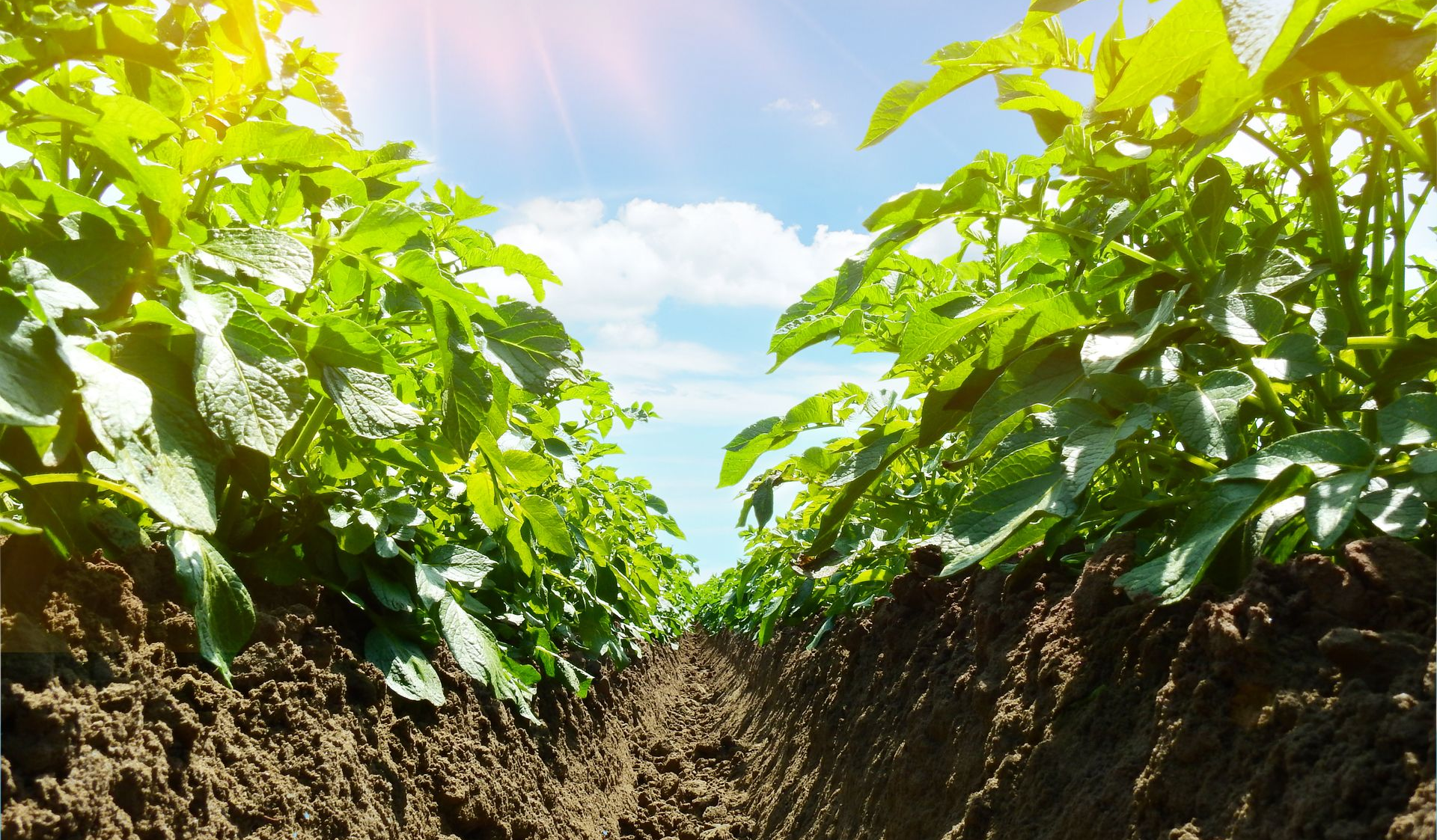 der Methylenharnstoff stellt ein Depot auf dem Blatt dar und wird nicht abgewaschen (Wirkungsdauer bis zu 28 Tage)