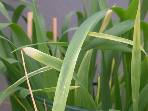 Kupfermangel bei Getreide