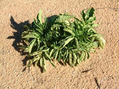 Kupfermangel bei Kartoffeln