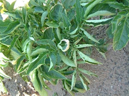 Kupfermangel bei Kartoffeln