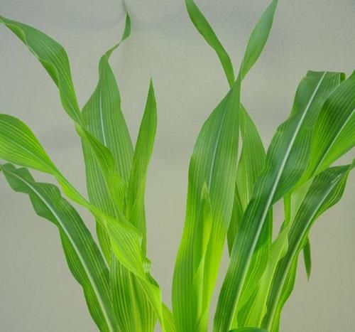 Kupfermangel bei Mais