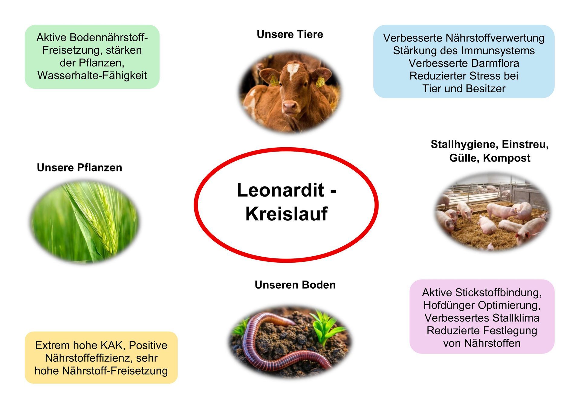 Leonardit in der Rinderfütterung