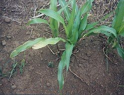 Molybdänmangel bei Mais