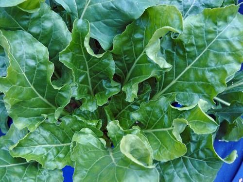 Molybdänmangel bei Zuckerrüben