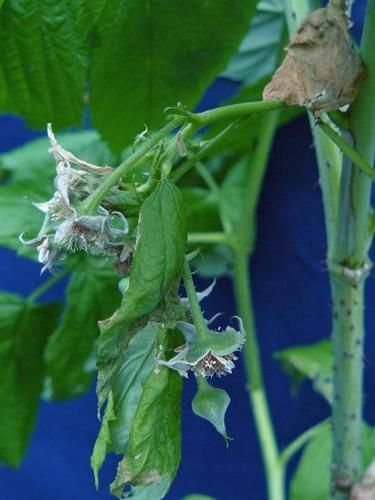 Molybdänmangel bei Himbeeren