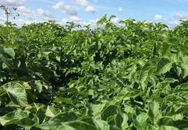 Molybdänmangel bei Kartoffeln