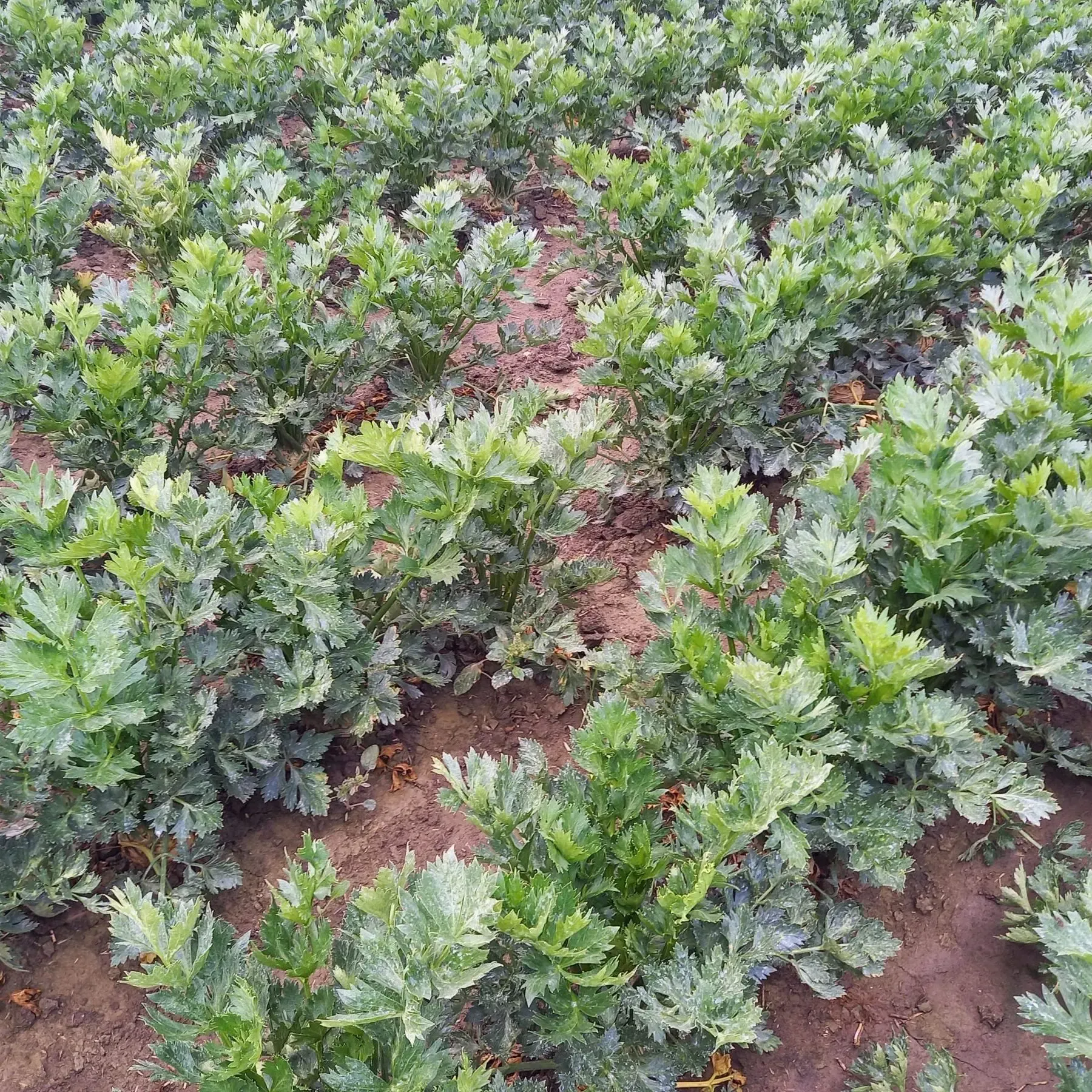 Biolit ultrafein plus UV-Schutz