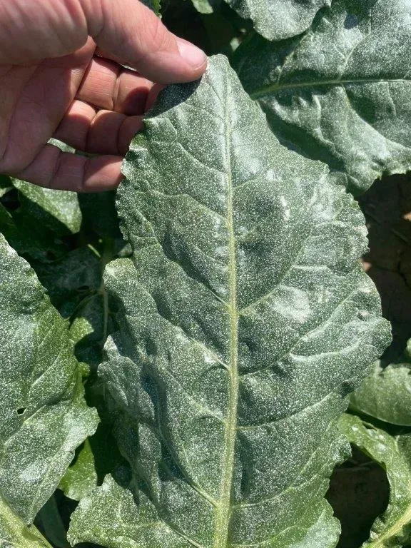 UV-Schutz bei Zuckerrüben