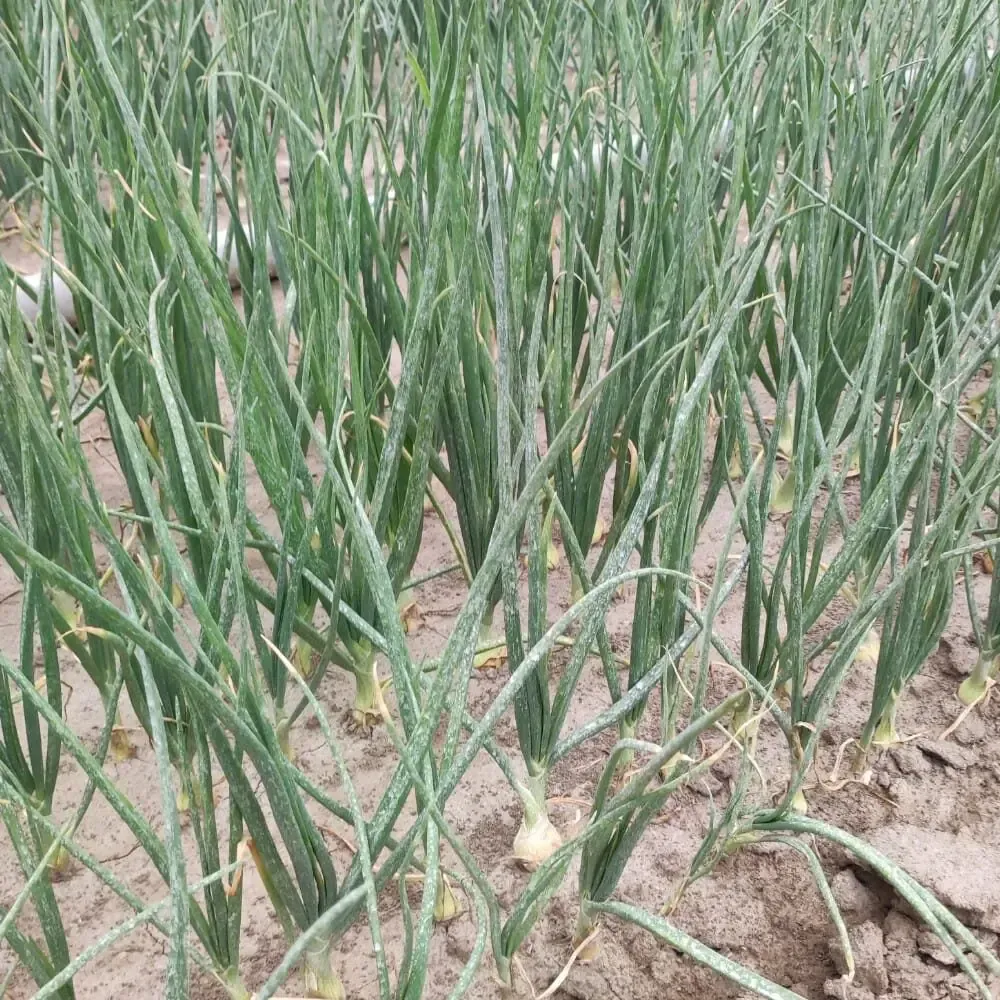 UV-Schutz mit Biolit ultrafein plus